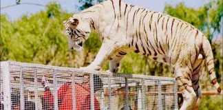 #MIRADANACIONAL Fundación Franz Weber llama a reconvertir los zoo en Chile, luego de incidente en el Parque Safari
