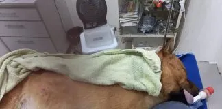 #ARGENTINA El conmovedor rescate de un perro del mar en Comodoro Rivadavia