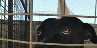 #CAMPAÑAS ¡Ayuda a la Fundación Anastasia a seguir ayudando a los animales en Calama, siendo parte de Yo dono mis puntos!