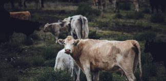 #MIRADANACIONAL 15% de los chilenos se siente cómodo con la forma en que los animales son tratados por la industria alimentaria, según encuesta