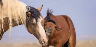 #TENDENCIAS La historia de Traveler, el caballo salvaje que se convirtió en el padre del año