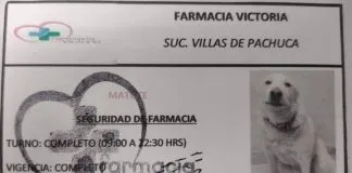 #MEXICO Farmacia contrata a perrito sin hogar como jefe de seguridad