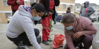 #VALPARAISO Comenzó proceso de arborización nativa en distintos cerros de la capital regional