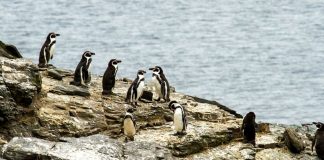 Organizaciones de la sociedad civil: “Dominga es incompatible con el medio ambiente del Archipiélago Humboldt”