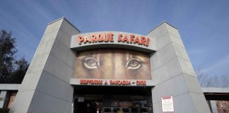 #MIRADANACIONAL Organizaciones animalistas fustigan al Parque Safari de Rancagua, tras ataque de tigre a trabajadora que falleció