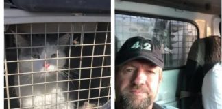 #MUNDO Se complica salida de exmarine británico que busca evacuar a 200 animales desde refugio creado por él en Kabul