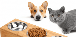 #SALUD ¿Por qué es importante alimentar a los perros y gatos con los alimentos diseñados para su especie?