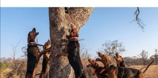 #MUNDO Equipo de perros ayuda a proteger a los rinocerontes de cazadores furtivos en Sudáfrica