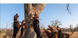 #MUNDO Equipo de perros ayuda a proteger a los rinocerontes de cazadores furtivos en Sudáfrica
