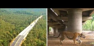 #INDIA Construyen un paso nivel para que la fauna nativa pueda atravesar el camino, sin peligro de ser atropellados