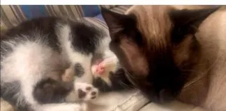 #BOLIVIA Gatito paraplejico adopta a pequeño felino