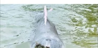 #TENDENCIAS Delfin lleva tesoros a humanos para que le den pescado