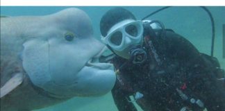 #TENDENCIAS Amistad entre pez y buzo japonés causa furor en internet