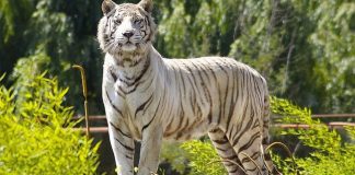 #OHIGGINS SAG descarta que tigre que atacó a trabajadores del Parque Safari de Rancagua sea sacrificado