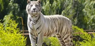 #OHIGGINS SAG descarta que tigre que atacó a trabajadores del Parque Safari de Rancagua sea sacrificado