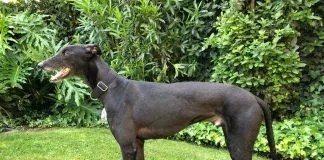 #EPADifunde Buscan hogar para Moro, un galgo que está en proceso de rehabilitación luego de ser maltratado