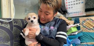 #MUNDO Corea del Sur otorgará estatus legal a los animales para combatir el abuso y el abandono