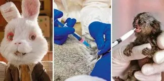 #PUNTOLEGAL Proyecto de ley que busca prohibir la experimentación animal con fines cosméticos avanza en el Congreso