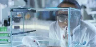 Sale publicada en el Diario Oficial la ley que prohibe la experimentación animal en nuestro país para productos cosméticos