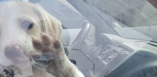 #ARICA Detectives rescataron a un cachorro que llevaba horas encerrado en un auto