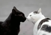 ¿Buscando adoptar un gatito?, ¡súmate a una nueva jornada de adopción felina de la Fundación Adopta este próximo 24 de mayo¡