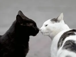 ¿Buscando adoptar un gatito?, ¡súmate a una nueva jornada de adopción felina de la Fundación Adopta este próximo 24 de mayo¡