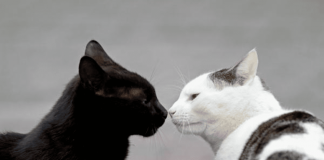 Realizarán charla enfocada en los gatos y sus tutores en Arica