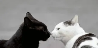 ¿Buscando adoptar un gatito?, ¡súmate a una nueva jornada de adopción felina de la Fundación Adopta este próximo 24 de mayo¡