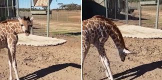 #MUNDO Jirafa recién nacida ve su sombra y quiere jugar con ella