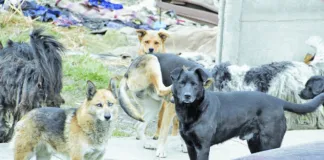 #MAGALLANES Colmevet hace llamado a resguardar a los animales, ante el anuncio de ráfagas de más de 100 k/h
