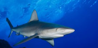 #TENDENCIAS Lanzan guía sobre tiburones y especies afines del sur de Chile