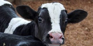 #TENDENCIAS Hacen llamado a Nueva Zelanda para que permita la extradición de su ciudadano acusado de matar a martillazos a 1.500 terneros en Chile