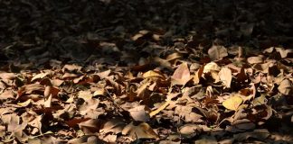 #PUNTOLEGAL Buscan tipificar como delito la extracción de tierra de hojas no autorizada