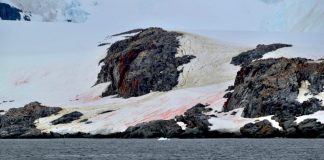 Identifican nueva especie y género de alga antártica