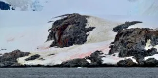 Identifican nueva especie y género de alga antártica