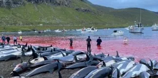 Más de 1400 delfines mueron asesinados en las islas Feroe durante un sólo día