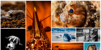 #TENDENCIAS Concurso fotográfico Ojo de Pez invita a votar para elegir las imágenes más populares