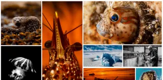 #TENDENCIAS Concurso fotográfico Ojo de Pez invita a votar para elegir las imágenes más populares