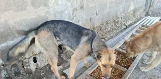 ¿Quieres ayudar a los animales abandonados?, ¡súmate como voluntario de la Fundación Anastasia en #Calama!