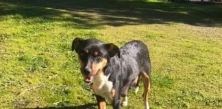 #EPADifunde Hermosa perrita busca una familia y hogar responsable