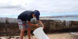 Recogen 1.627 kilos de desechos en Galápagos durante tradicional jornada de limpieza