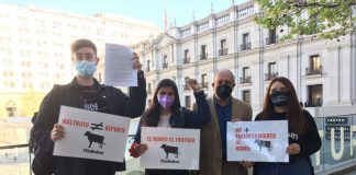 Candidatos de Apruebo Dignidad proponen redirigir fondos otorgados al rodeo para financiar la recuperación económica familiar