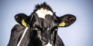 Fiestas Patrias: ¿Por qué el consumo de carne es un problema ambiental?