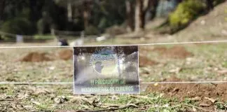 Llaman a proteger a los cururos, tradicionales habitantes del Bosque de Reñaca cuyo hábitat está siendo destruido por proyecto inmobiliario