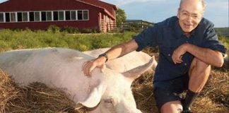 #MUNDO Otorgan al filósofo Peter Singer, autor de «Liberación animal», el premio Berggruen 2021