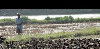 #MUNDO Arroceros reemplazan pesticidas por patos, en pro del medio ambiente
