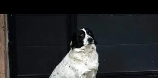 Perro sin hogar es premiado y se vuelve celebridad por su ayuda comunitaria