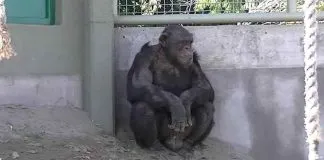 Solicitan cese del encierro, a través del «amicus curiae», de chimpancé Toti en #Argentina