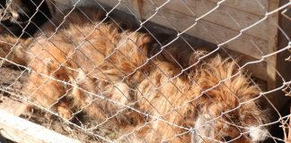 Denuncian que 30 canes están viviendo de forma paupérrima en un terreno de la comuna de Maullín