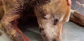 Perro baleado en Maipú perdió uno de sus ojos a causa de un proyectil
